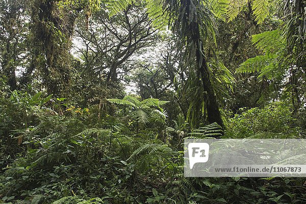 Nebelwald  Reserva biologica Bosque Nuboso  Provinz Alajuela  Costa Rica  Nordamerika