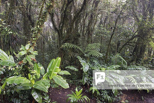 Nebelwald  Reserva Bosque Nuboso Santa Elena  Provinz Alajuela  Costa Rica  Nordamerika