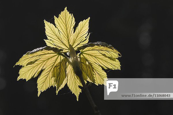 Bergahorn (Acer pseudoplatanus)  Laubaustrieb  Emsland  Niedersachsen  Deutschland  Europa