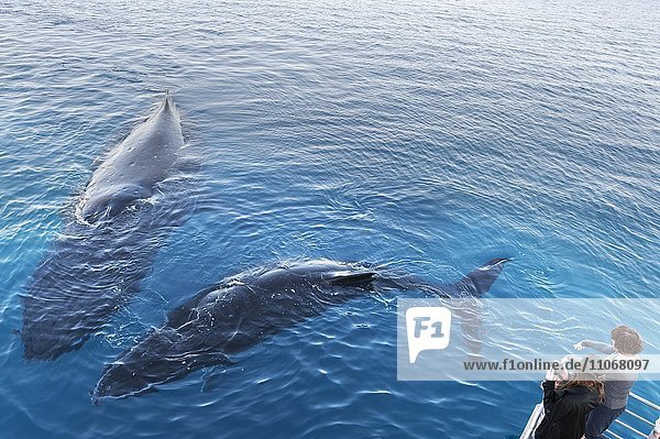 People on boat watching Humpback whales (Megaptera novaeangliae)  Hervey Bay  Queensland  Australia  Oceania