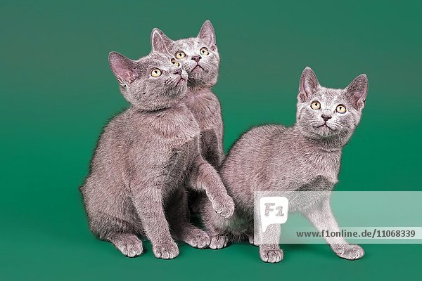 Rassekatzen Russisch Blau  Kitten  Alter 12 Wochen
