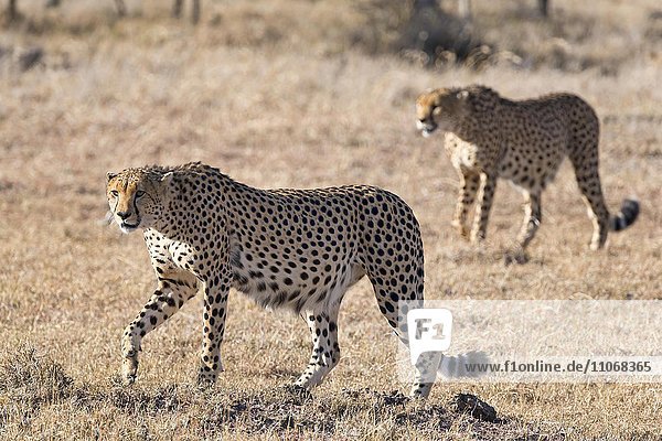 Gepard (Acinonyx jubatus)  trockenes Gras  Ol Pejeta Reservat  Kenia  Afrika
