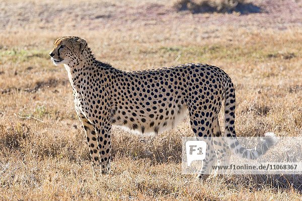 Gepard (Acinonyx jubatus) im trockenen Gras Ol Pejeta Reservat Kenia Afrika