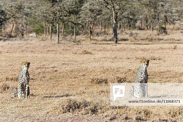 Geparde (Acinonyx jubatus) sitzen im trockenen Gras  Ol Pejeta Reservat  Kenia  Afrika