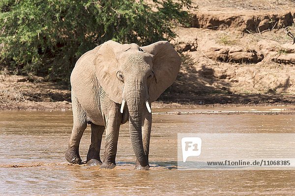 Afrikanischer Elefant (Loxodonta africana) überquert Fluss  Samburu National Reserve  Kenia  Afrika