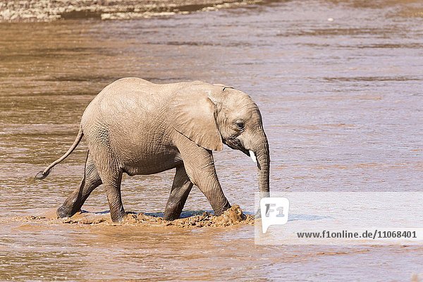 Afrikanischer Elefant (Loxodonta africana)  Jungtier überquert Fluss  Samburu National Reserve  Kenia  Afrika
