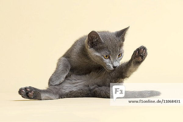 Rassekatze Russisch Blau  Kitten  Alter 9 Wochen