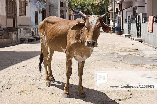 Zeburind  Zebu-Rind  Zebu oder Buckelrind (Bos primigenius indicus) steht auf der Straße  Bera  Rajasthan  Indien  Asien