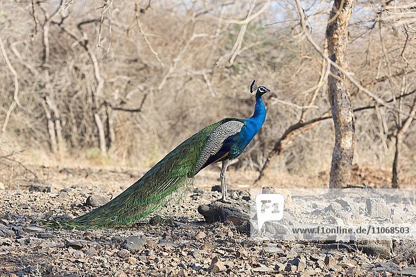 Blauer Pfau (Pavo cristatus) im Sasan-Gir-Naturreservat  Gujarat  Indien  Asien