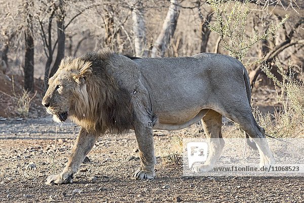 Asiatischer Löwe (Panthera leo persica) läuft durch Trockenwald  Sasan-Gir-Naturreservat  Gujarat  Indien  Asien