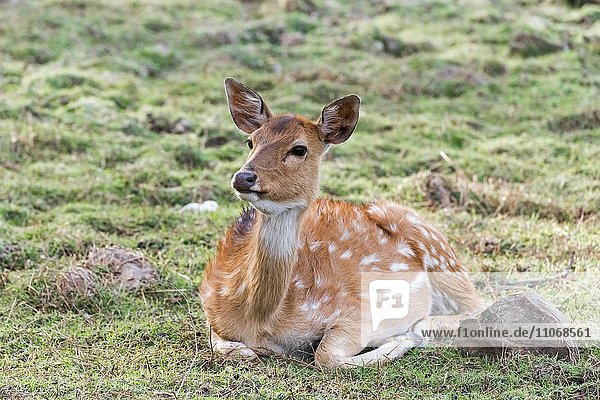 Axishirsch oder Chital (Axis axis) im Trockenwald  Ranthambhore-Tigerreservat  Rajasthan  Indien  Asien
