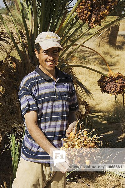 Mann bei der Dattelernte im Palmenhain von Rissani  Echte Dattelpalme (Phoenix dactylifera)  Tafilalt  Südost-Marokko  Marokko  Afrika