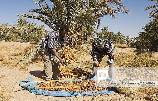 Männer bei der Dattelernte im Palmenhain von Rissani  Dattelpalme (Phoenix dactylifera)  Tafilalt  Südost-Marokko  Marokko  Afrika