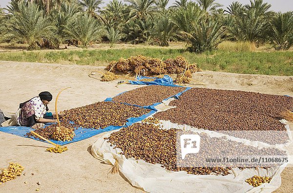 Geerntete Datteln werden nach Qualität und Größe sortiert und dann sonnengetrocknet  Dattelernte  Palmenhain von Erfoud im Tafilalt  Südost-Marokko  Marokko  Afrika