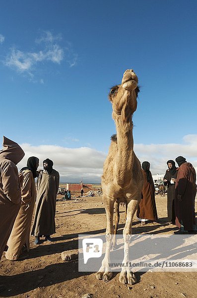 Dromedar (Camelus dromedarius) auf dem samstäglichen Kamelmarkt  Guelmim  Sud-Ouest  Marokko  Afrika