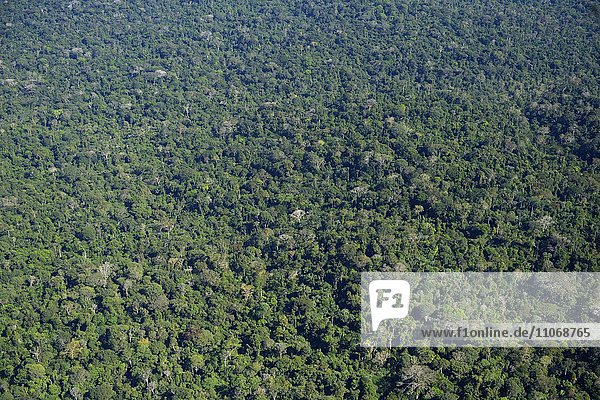 Amazonas-Regenwald zwischen Itaituba und Trairao  Luftbild  Bundesstaat Pará  Brasilien  Südamerika