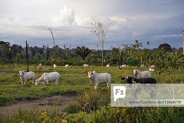 Rinder auf einer Viehweide auf einer gerodeten Fläche  Amazonas-Regenwald zwischen Itaituba und Trairao  Bundesstaat Pará  Brasilien  Südamerika