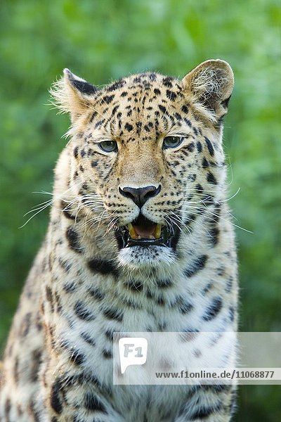 Amurleopard (Panthera pardus orientalis)  Portrait  captive  Deutschland  Europa
