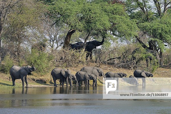 Elefanten (Loxodonta africana)  Herde trinkt am Kwando-Fluss  Bwabwata-Nationalpark  Sambesi Region  Caprivi-Streifen  Namibia  Afrika