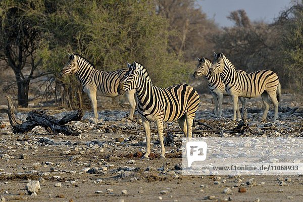 Burchell-Zebras (Equus quagga burchelli)  Etosha-Nationalpark  Namibia  Afrika