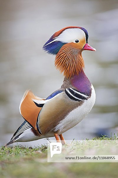 Mandarinente (Aix galericulata) Erpel  Biosphärenreservat Mittelelbe  Sachsen- Anhalt  Deutschland  Europa