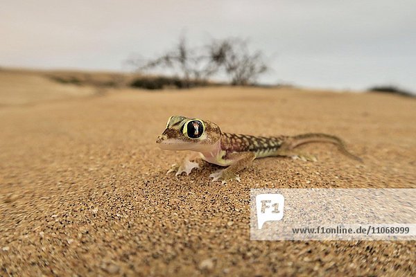 Namibgecko  Schwimmfußgecko oder Palmato-Gecko (Pachydactylus rangei)  Namib-Wüste  Namibia  Afrika