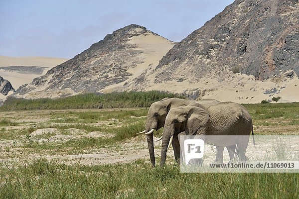 Wüstenelefanten oder Afrikanische Elefanten (Loxodonta africana)  Trockenflussbett des Hoarusib  Skeleton Coast Nationalpark  Kaokoveld  Kunene Region  Namibia  Afrika