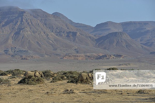 Wüstenelefanten oder Afrikanische Elefanten (Loxodonta africana)  im Trockenflussbett des Huab  Damaraland  Namibia  Afrika