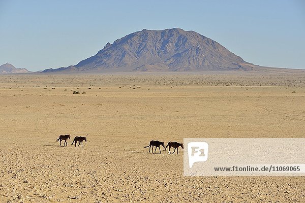 Wüstenpferde  Namibische Wildpferde oder Namibs (Equus ferus) in der Wüste  nahe der Wasserstelle von Garub  bei Aus  Karas Region  Namibia  Afrika