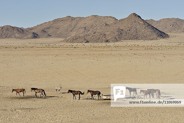 Wüstenpferde  Namibische Wildpferde oder Namibs (Equus ferus) an der Wasserstelle von Garub  bei Aus  Karas Region  Namibia  Afrika
