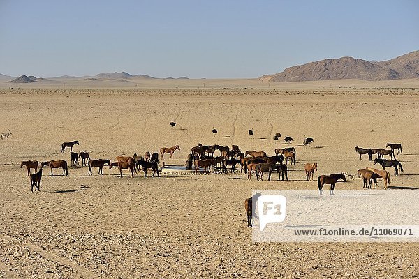 Desert Horses  Namib desert horses (Equus ferus) at the waterhole of Garub  near Aus  Karas Region  Namibia  Africa