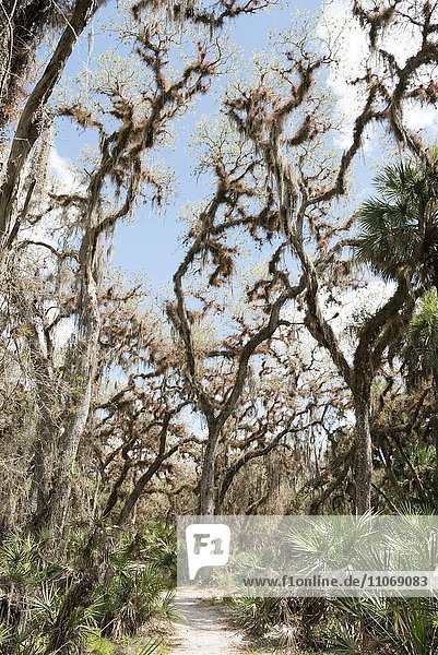 Vegetation  Bäume mit Spanisch Moos (Tillandsia usneoides)  Myakka River State Park  Florida  USA  Nordamerika