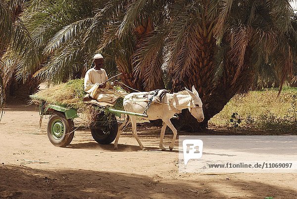 Local man riding donkey cart  Sudan  Africa