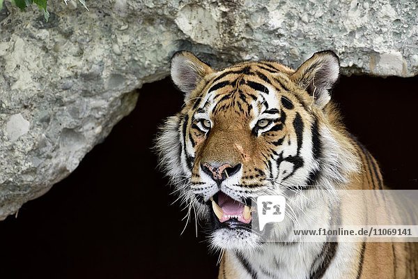 Sibirischer Tiger (Panthera tigris altaica)  Portrait  captive  München  Bayern  Deutschland  Europa