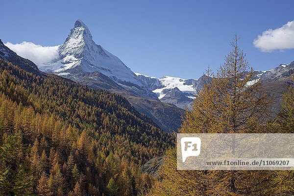 Schneebedecktes Matterhorn  herbstliche Bäume  Zermatt  Wallis  Schweiz  Europa