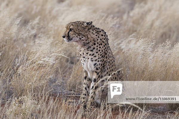 Gepard (Acinonyx jubatus) sitzt in hohem Gras  Kalahari  Namibia  Afrika