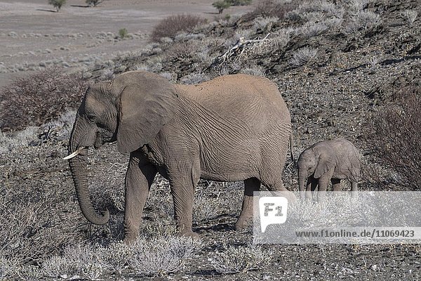 Afrikanische Elefanten (Loxodonta africana)  Wüstenelefanten  Mutter mit Jungtier in ausgetrockneter Landschaft  Damaraland  Namibia  Afrika
