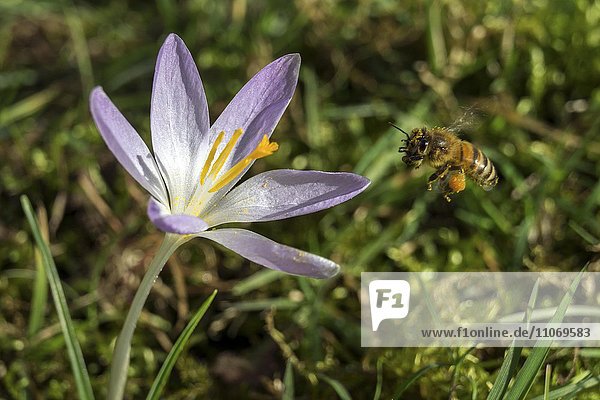 Honigbiene (Apis) fliegt auf eine Krokusblüte  Krokus (Crocus)  violett  Baden-Württemberg  Deutschland  Europa