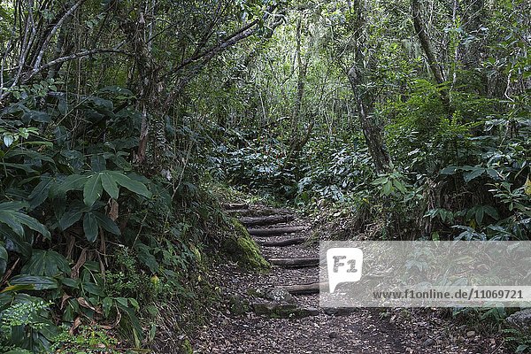 Wanderweg  Trekkingpfad durch tropische Vegetation im Regenwald des Cirque de Cilaos  La Reunion  Afrika