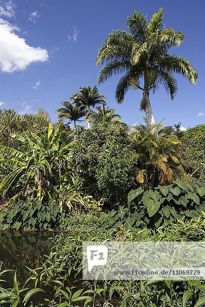 Tropische Vegetation mit Bananenstauden und Palmen  Nature Reservat Réserve Naturelle Nationale Etang de Saint-Paul  La Reunion  Afrika