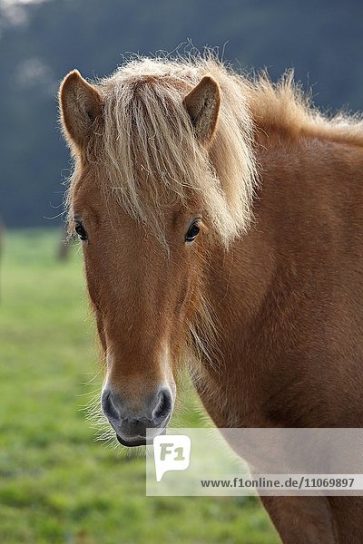 Islandpferd  Pferderasse Islandpony  Island-Pony  Pony  (Equus przewalskii f. caballus)  Portrait  Niedersachsen  Deutschland  Europa