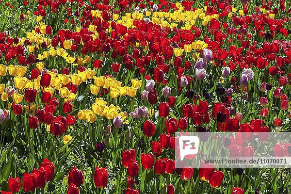 Rote und gelbe Tulpen (Tulipa sp.)  Baden-Württemberg  Deutschland  Europa