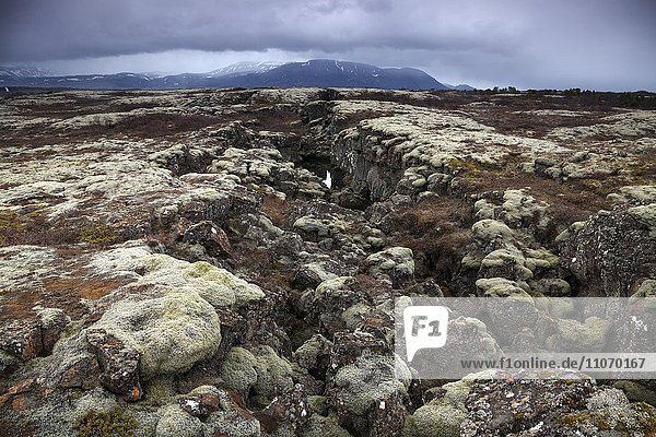 Europa bedecken Lava Thingvellir Nationalpark Island Moos Þingvellir
