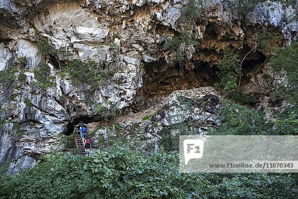 Touristen steigen in eine Höhle in einem Karstkegel  sogenannter Mogote  bei Viñales  Viñales-Tal  Provinz Pinar del Río  Kuba  Nordamerika