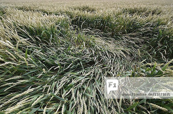 Wheat field (Tritium)  damaged by wind  Baden-Württemberg  Germany  Europe
