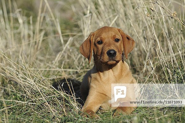 Labrador Retriever  Welpe im Gras  gelb  Rüde