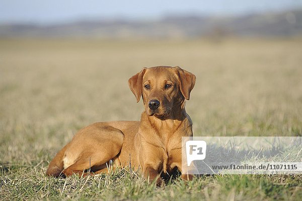 Labrador Retriever  gelb  Hündin sitzt auf der Wiese  Deutschland  Europa