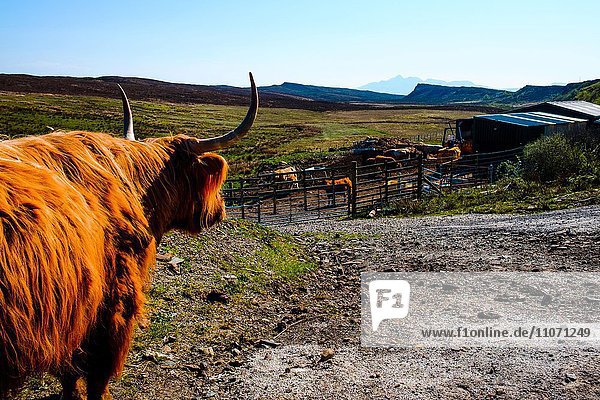 Schottische Hochlandrind (Bos primigenius taurus) an einem Feldweg  dahinter der Stall  Elgol  Isle of Skye  Highland  Schottland  Vereinigtes Königreich