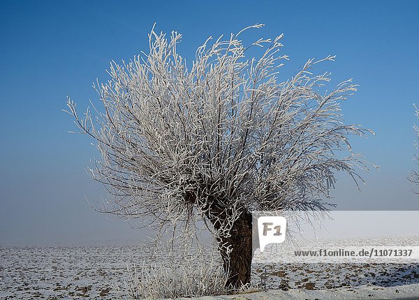 Weidebaum (Salix) mit Raureif Südschweden Schweden Europa