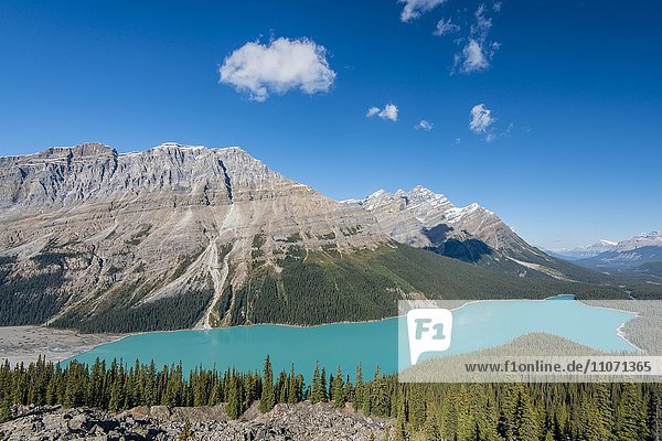 Turquoise glacier Peyto Lake  Banff National Park  Canadian Rockies  Alberta Province  Canada  North America